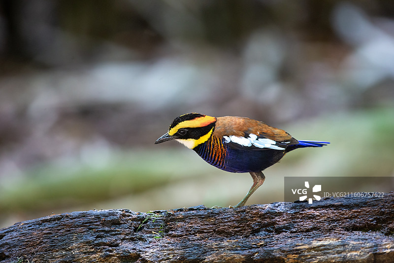 马来蓝尾八色鸫图片素材