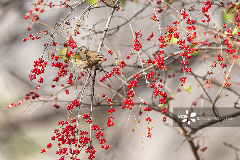 朱雀（雌鸟）吃红果图片素材