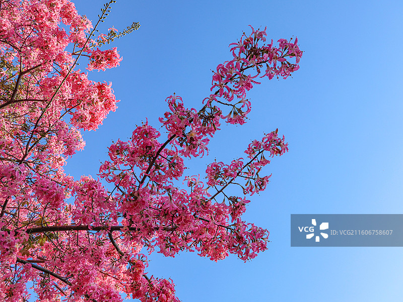 佛山石湾公园粉色异木棉盛开图片素材