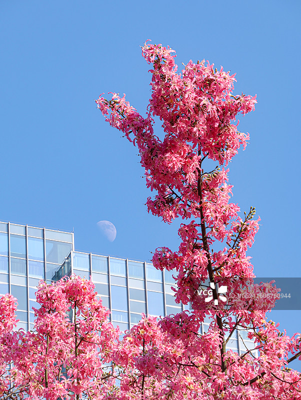 佛山石湾公园盛开的粉色异木棉和月亮的合影图片素材