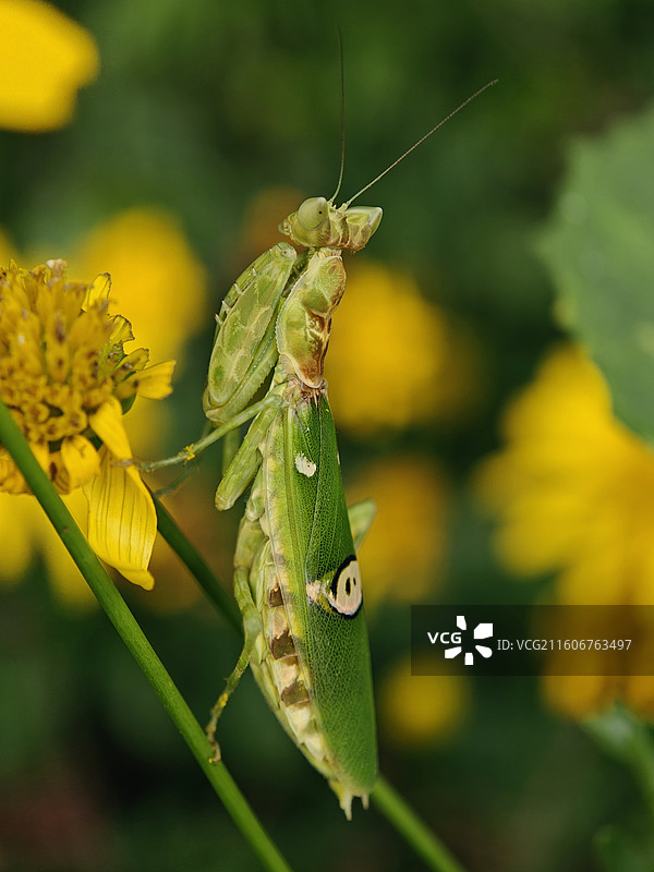 丽眼斑螳螂图片素材