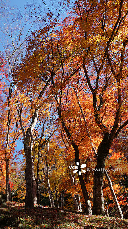 日本爱知县丰田市香岚溪红叶图片素材