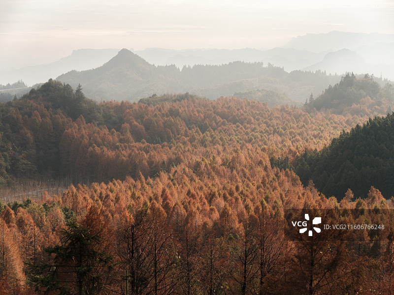 森林薄雾日落水杉图片素材