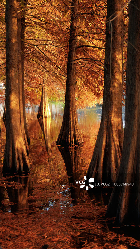 南京明孝陵燕雀湖水杉图片素材