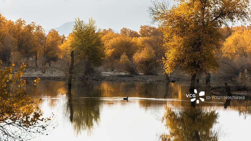 叶尔羌河胡杨和野鸭图片素材