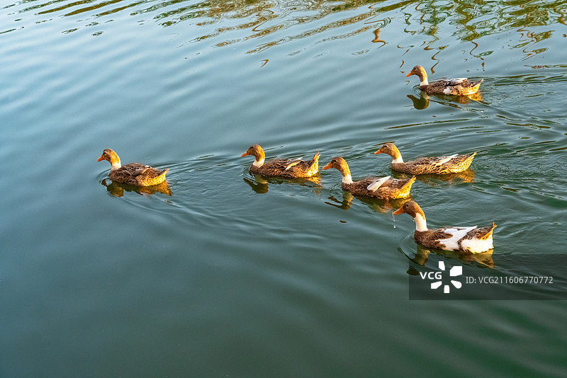 乡村池塘里散养的鸭子图片素材