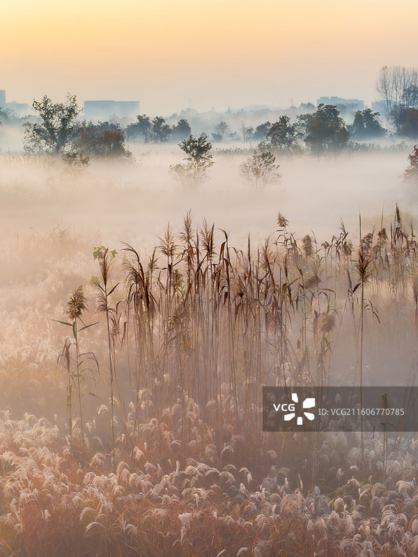 梦境·杭州余杭北湖草荡平流晨雾图片素材