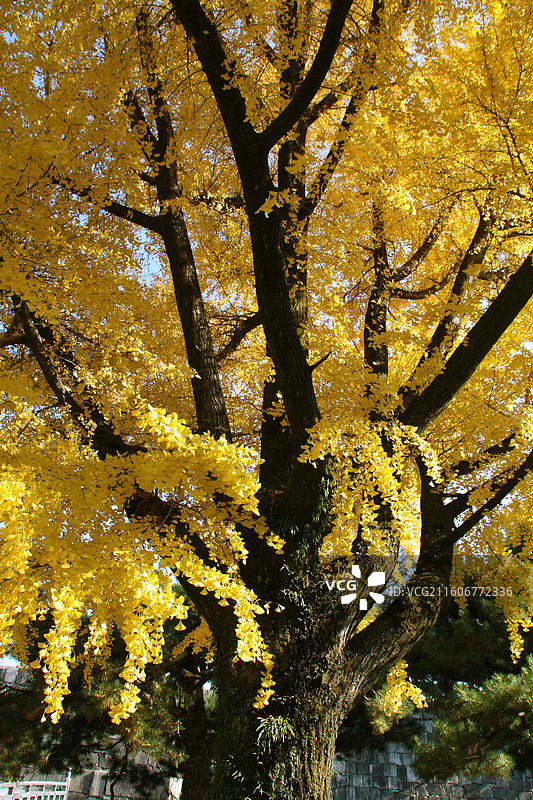 日本京都二条城本丸御殿行辕金秋百年银杏树图片素材