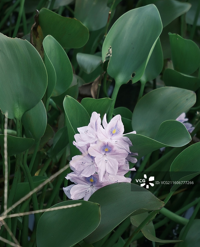 水葫芦花图片素材