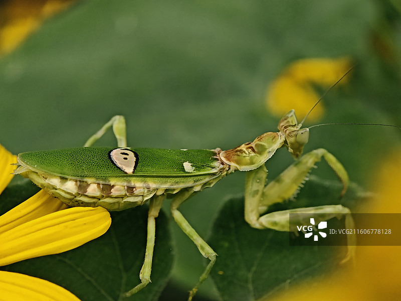 丽眼斑螳螂图片素材