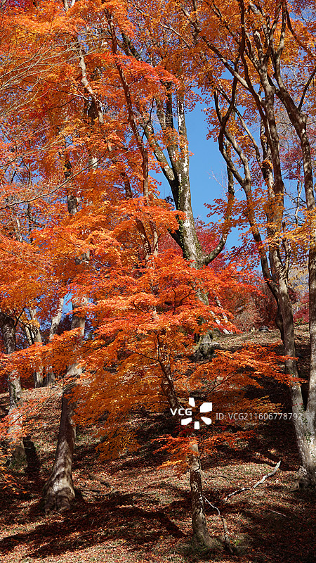 日本爱知县丰田市香岚溪红叶图片素材