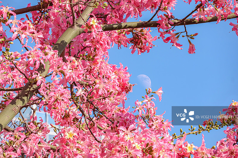 佛山石湾公园盛开的粉色异木棉和月亮的合影图片素材