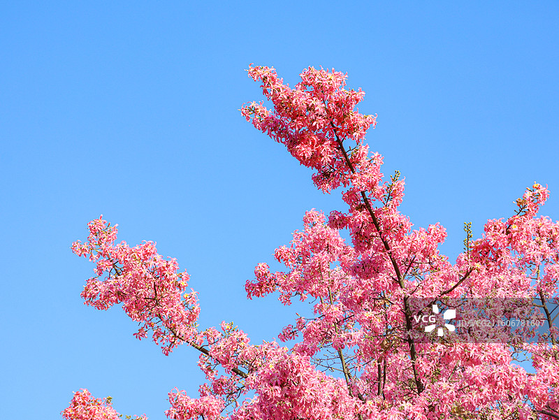 佛山石湾公园粉色异木棉盛开图片素材
