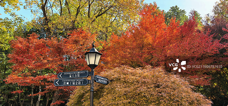 枫叶红了图片素材