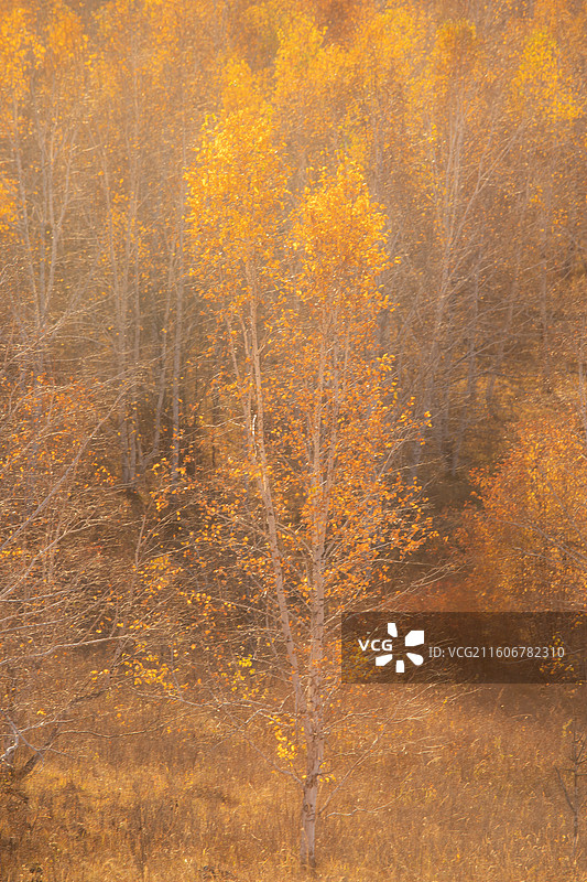 呼伦贝尔秋色图片素材