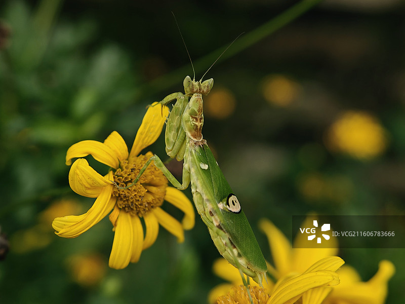 丽眼斑螳螂图片素材