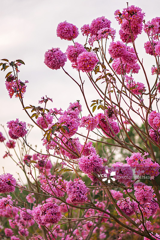 树上粉红色花紫花风铃盛放的特写镜头图片素材