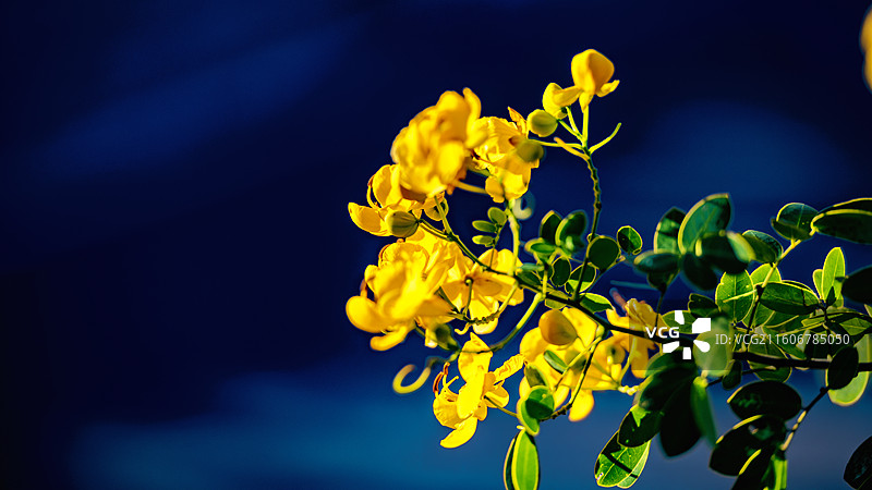 蓝天下的黄花植物特写镜头图片素材