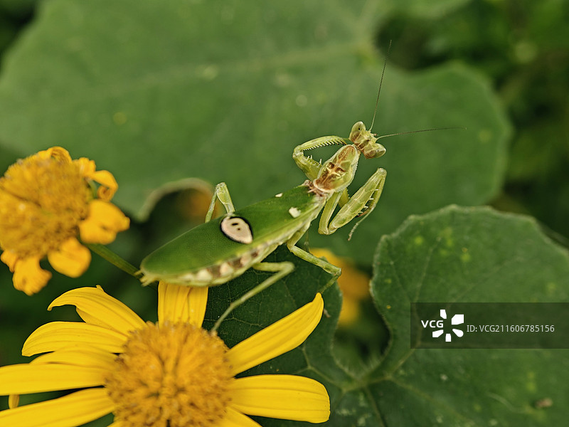 丽眼斑螳螂图片素材