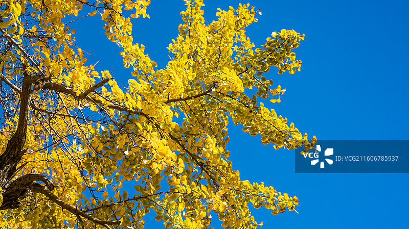 湖北随州千年银杏谷秋景 秋天山林 银杏景观图片素材