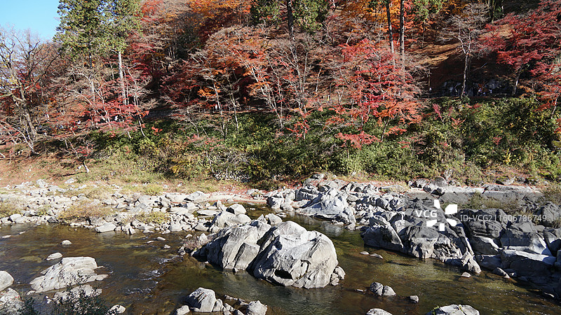 日本爱知县丰田市香岚溪红叶图片素材