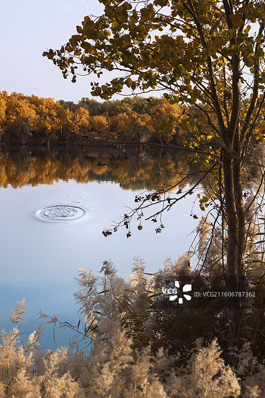 南疆水胡杨秋色图片素材