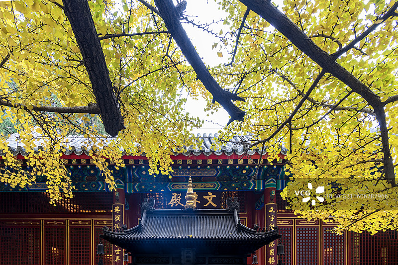 北京八大处公园秋天银杏图片素材