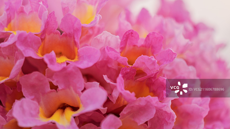 树上粉红色花紫花风铃盛放的特写镜头图片素材