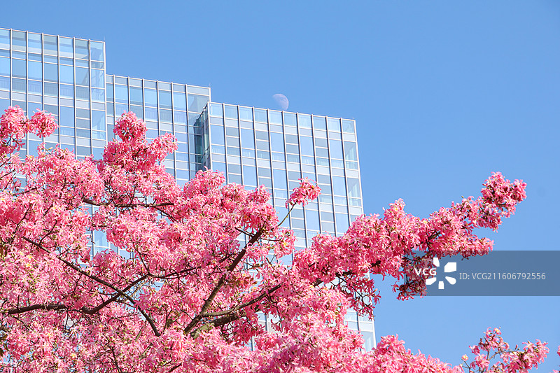 佛山石湾公园粉色异木棉盛开图片素材