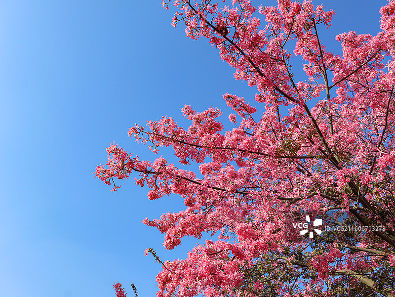 佛山石湾公园粉色异木棉盛开图片素材