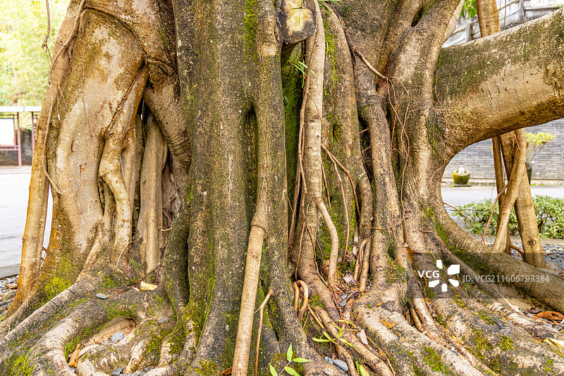 榕树--静物图片素材