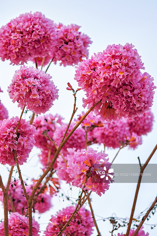 树上粉红色花紫花风铃盛放的特写镜头图片素材