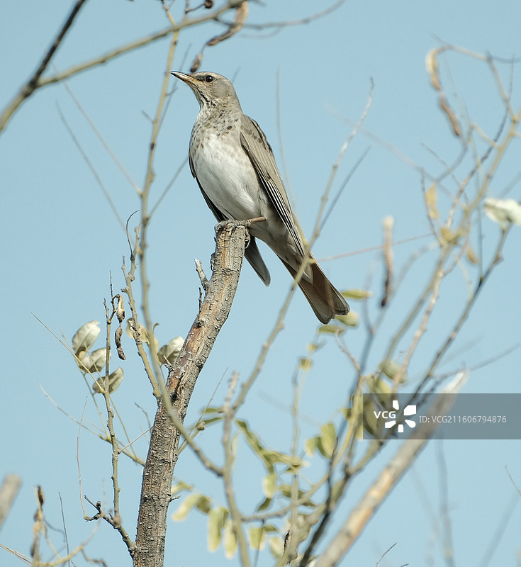 赤颈鸫图片素材