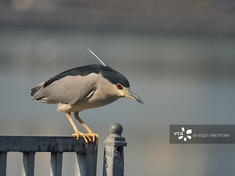一只夜鹭图片素材