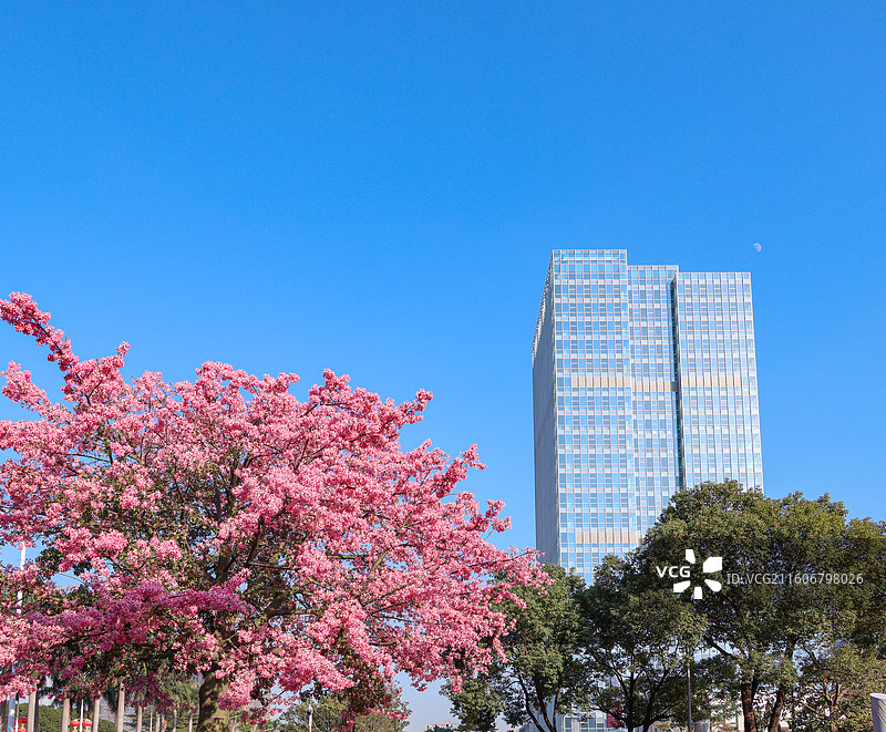 佛山石湾公园粉色异木棉盛开图片素材