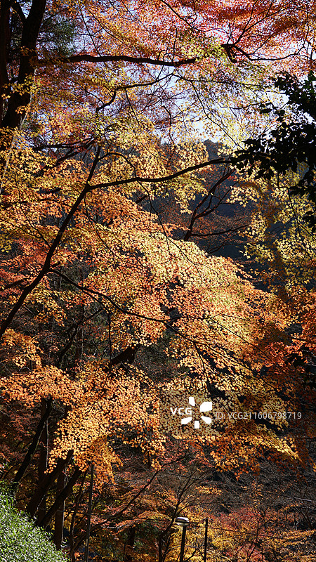 日本爱知县丰田市香岚溪红叶图片素材