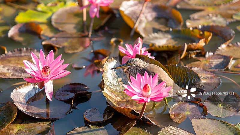守株待兔的池鹭图片素材