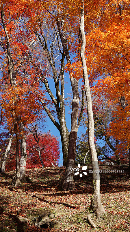 日本爱知县丰田市香岚溪红叶图片素材