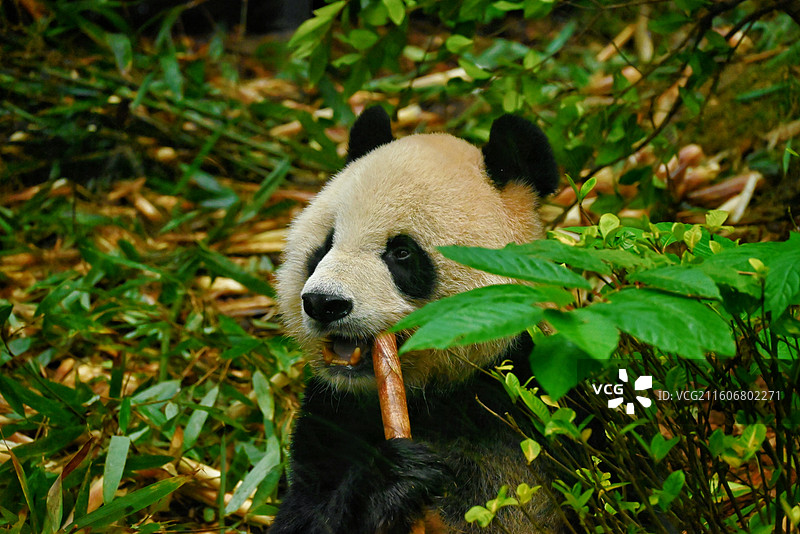 成都熊猫基地图片素材