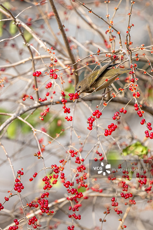 朱雀（雌鸟）吃红果图片素材