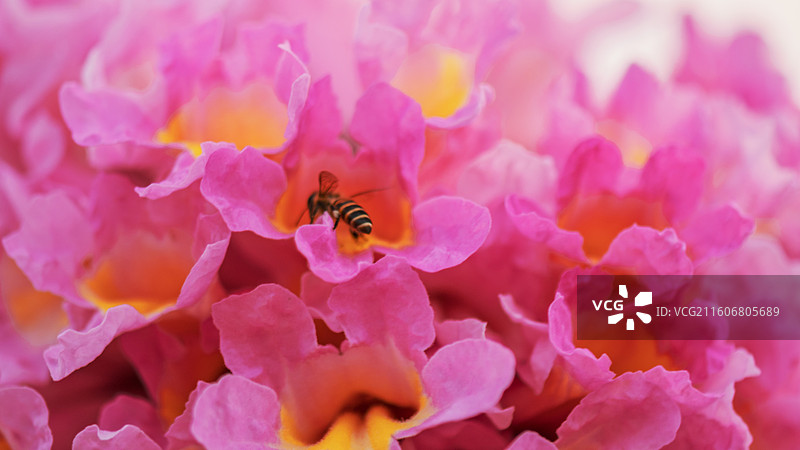 蜜蜂在粉红色花朵上紫花风铃的特写镜头图片素材