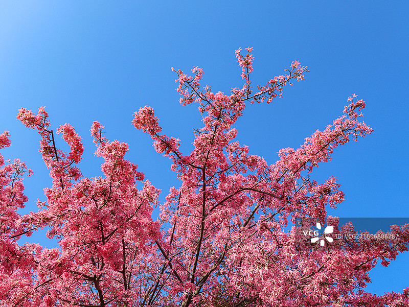 佛山石湾公园粉色异木棉盛开图片素材