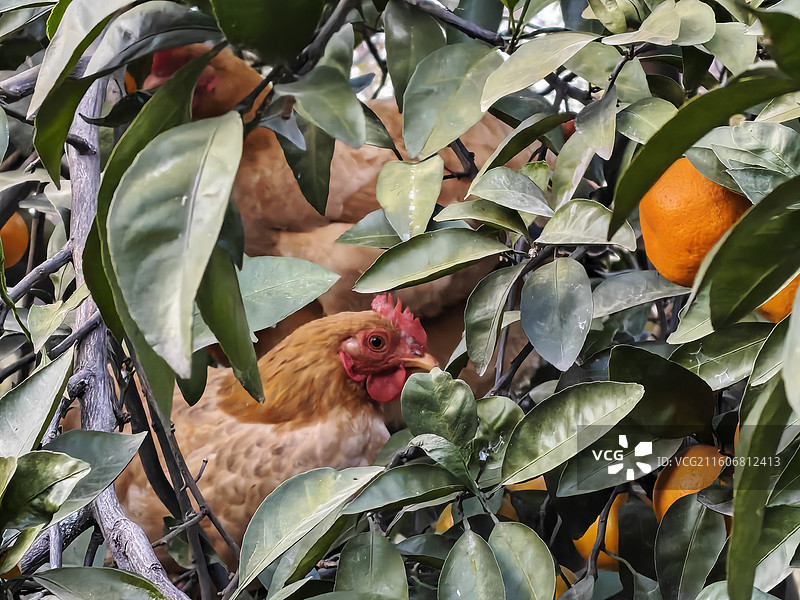 橘子树上的母鸡图片素材