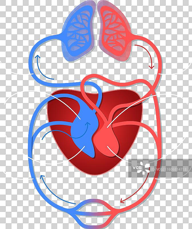 渐变循环系统信息图图片素材