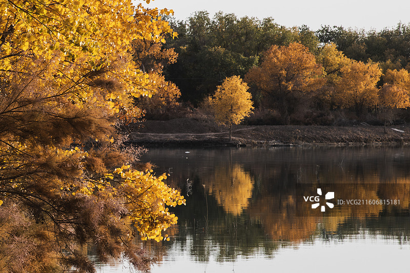南疆水胡杨秋色图片素材