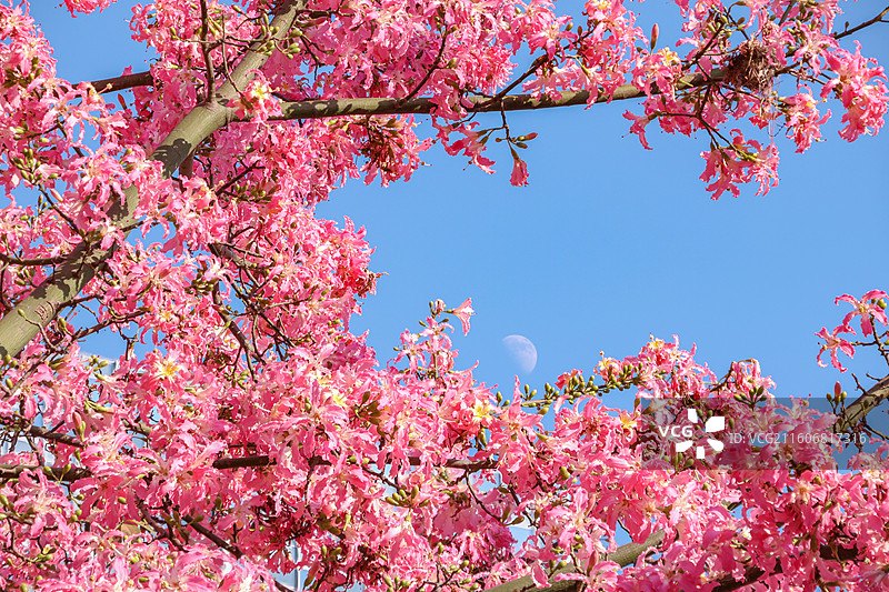佛山石湾公园盛开的粉色异木棉和月亮的合影图片素材