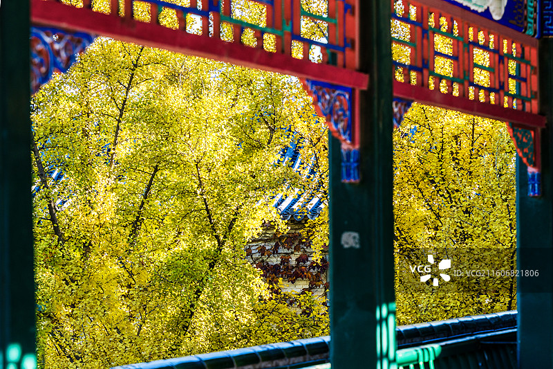 北京八大处公园秋天银杏图片素材