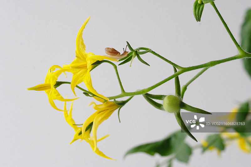 旋覆花小蜜蜂。龙葵花。蕃茄花。圣女果花小蜗牛图片素材