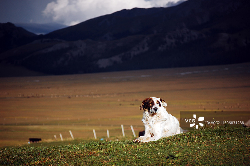 草地上的白棕相间狗狗图片素材
