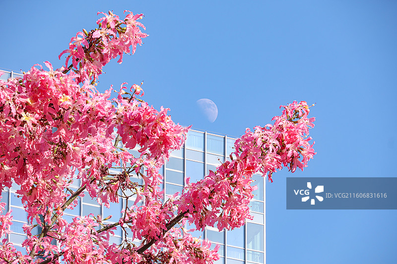 佛山石湾公园盛开的粉色异木棉和月亮的合影图片素材